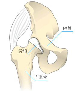 関節のしくみ